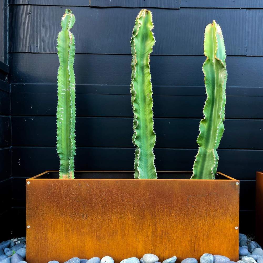 Rectangular Planter Box